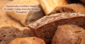 gluten-free genetically modified wheat